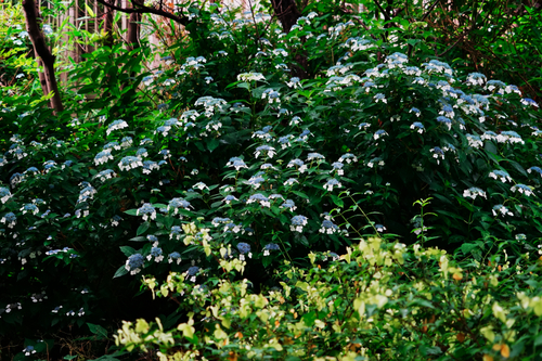 a0263109_1372626.jpg