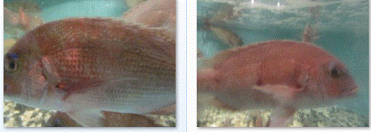 f0231709_23252071.gif