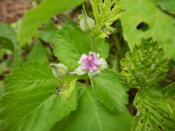 f0118332_2318497.jpg
