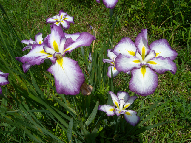 e0272335_1613485.jpg