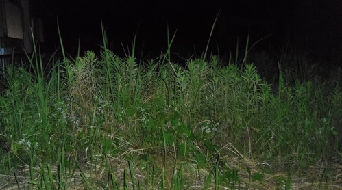 e0031572_20115510.jpg
