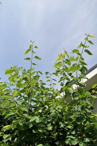 e0154682_00080341.jpg