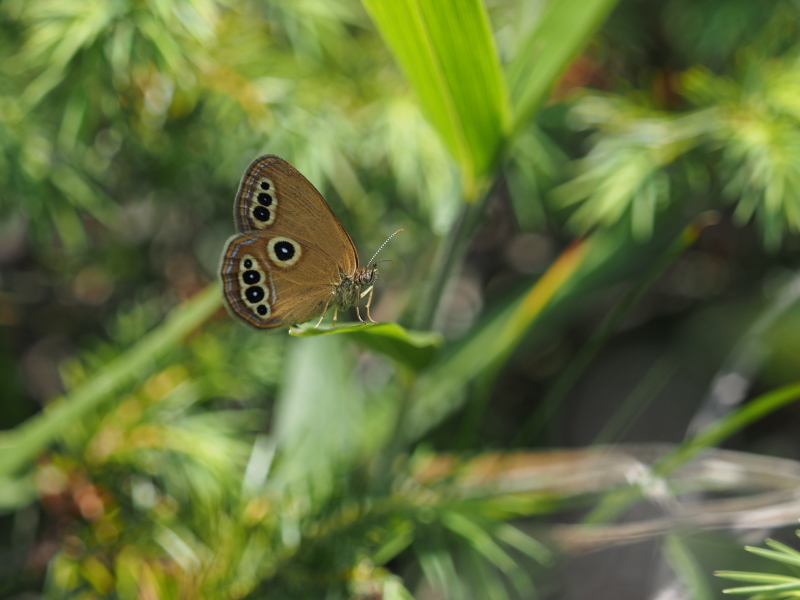 a0277496_19254727.jpg