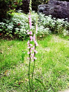 e0098908_1652412.jpg