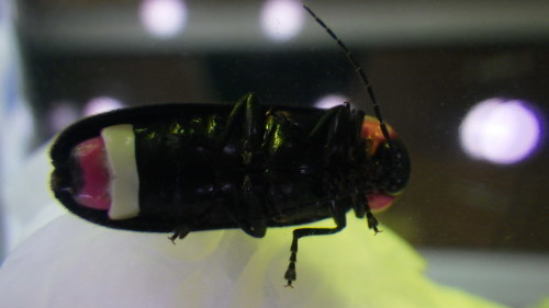 c0337631_02240717.jpg