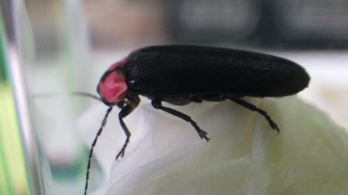 c0337631_02240750.jpg