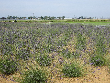 e0172950_1845194.jpg