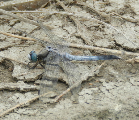 e0172950_20411260.jpg