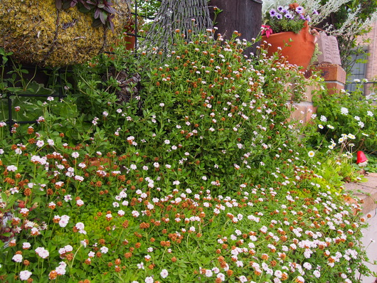 b0194267_2005615.jpg