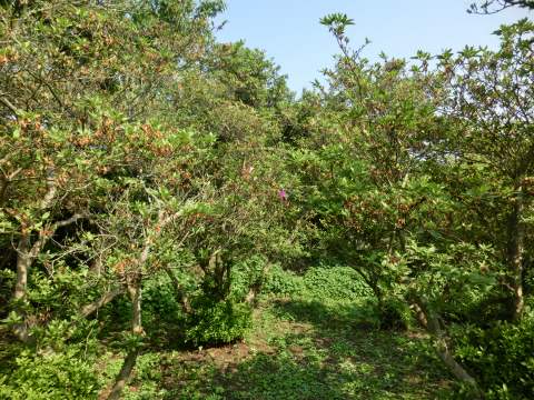 e0045768_2219337.jpg