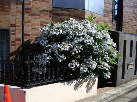 c0322794_946429.jpg
