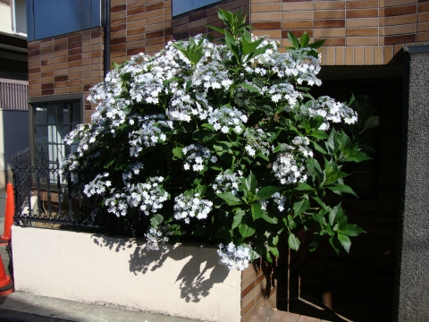 c0322794_947012.jpg