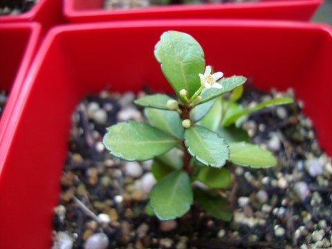 c0322794_9523153.jpg