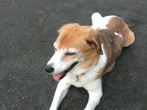 c0084117_201101.jpg