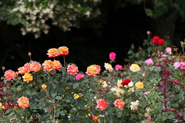a0242438_1959477.jpg