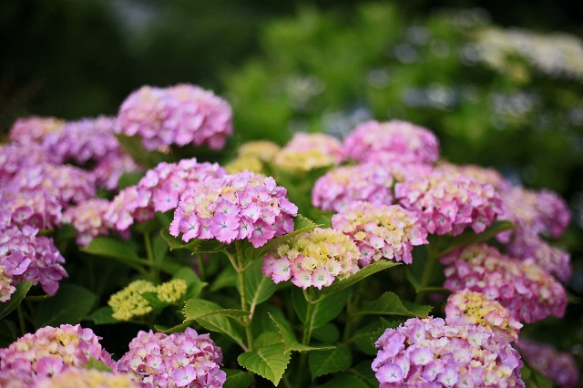 a0242438_2022672.jpg