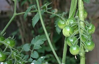 e0082045_17184446.jpg