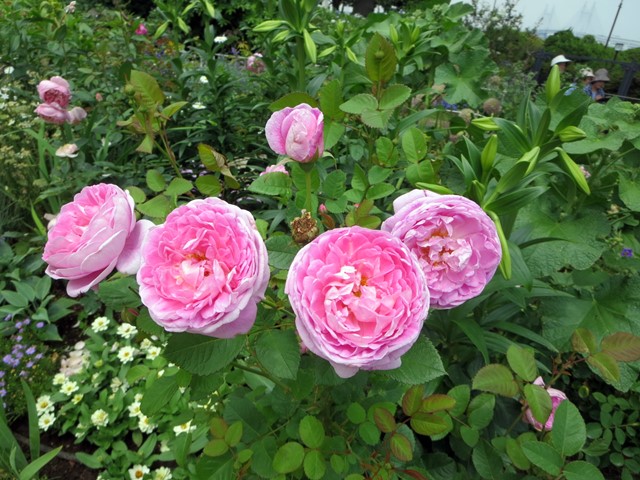 b0009849_187758.jpg