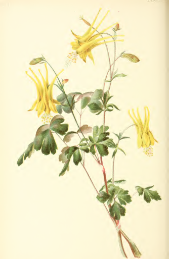 a0190056_32590.png