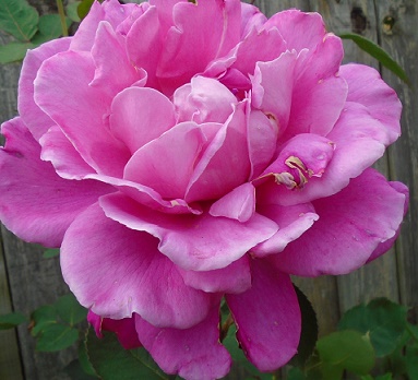 e0010856_4211799.jpg