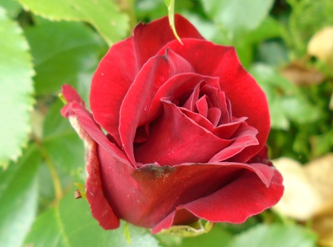 e0010856_422475.jpg