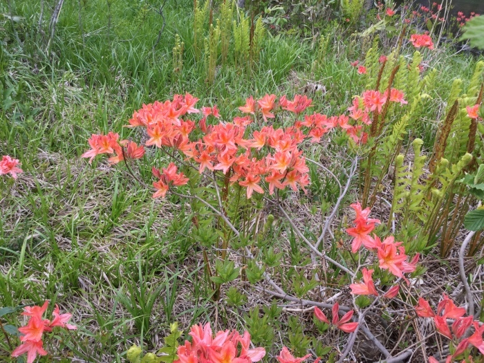 f0268294_22181481.jpeg
