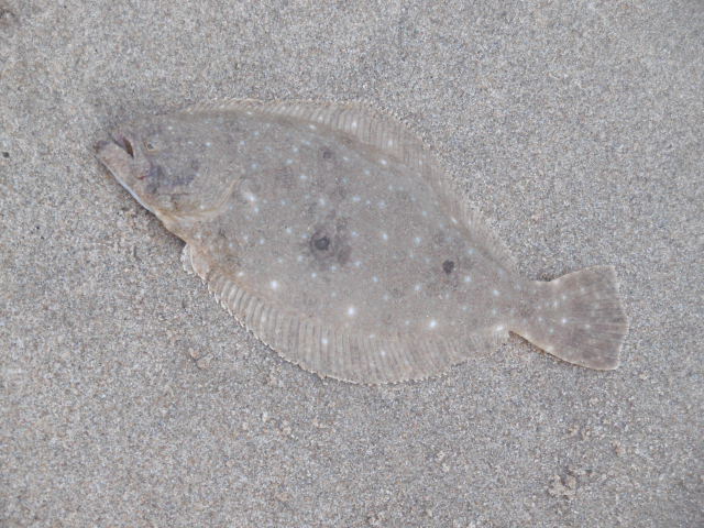 c0194535_18562974.jpg