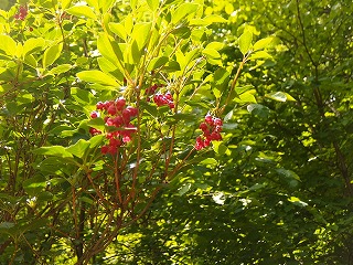e0004756_20521077.jpg
