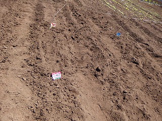 e0004756_214498.jpg