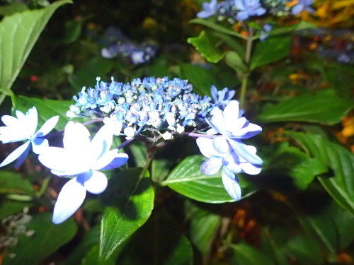 c0286574_06595658.jpg