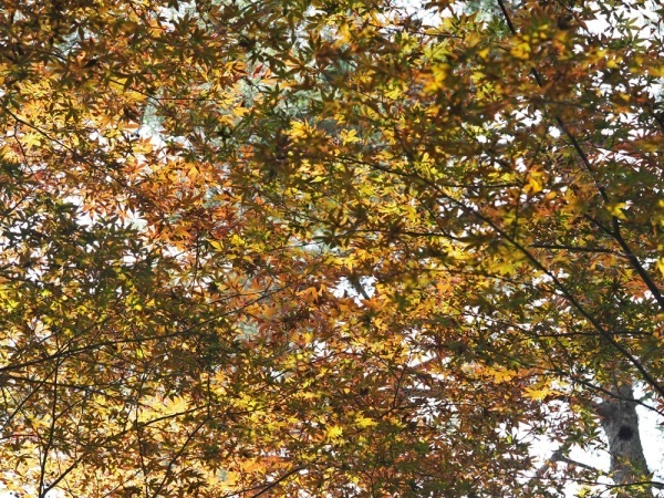 e0264374_13432360.jpg