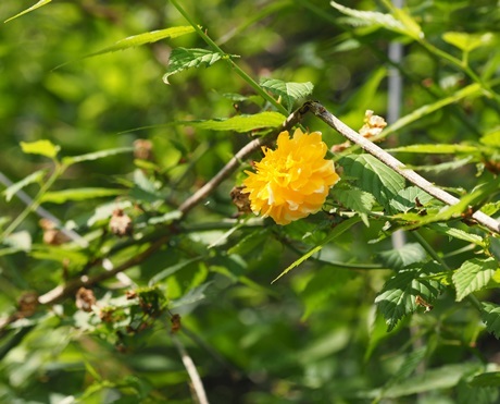 e0264374_13441188.jpg