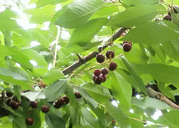 a0347276_07351313.jpg