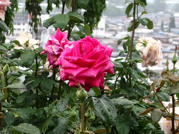 a0347276_07372053.jpg