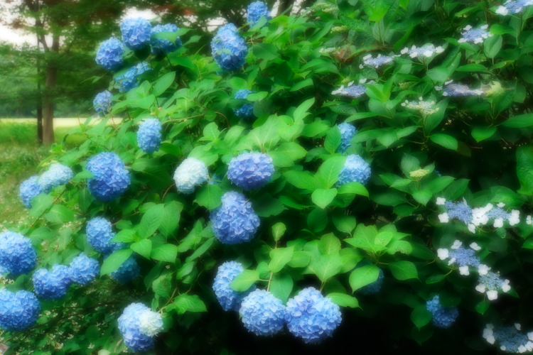 a0263109_15214985.jpg