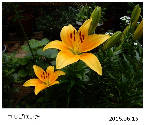 e0033229_1836324.jpg