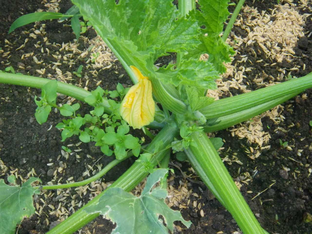 c0300035_9272828.jpg