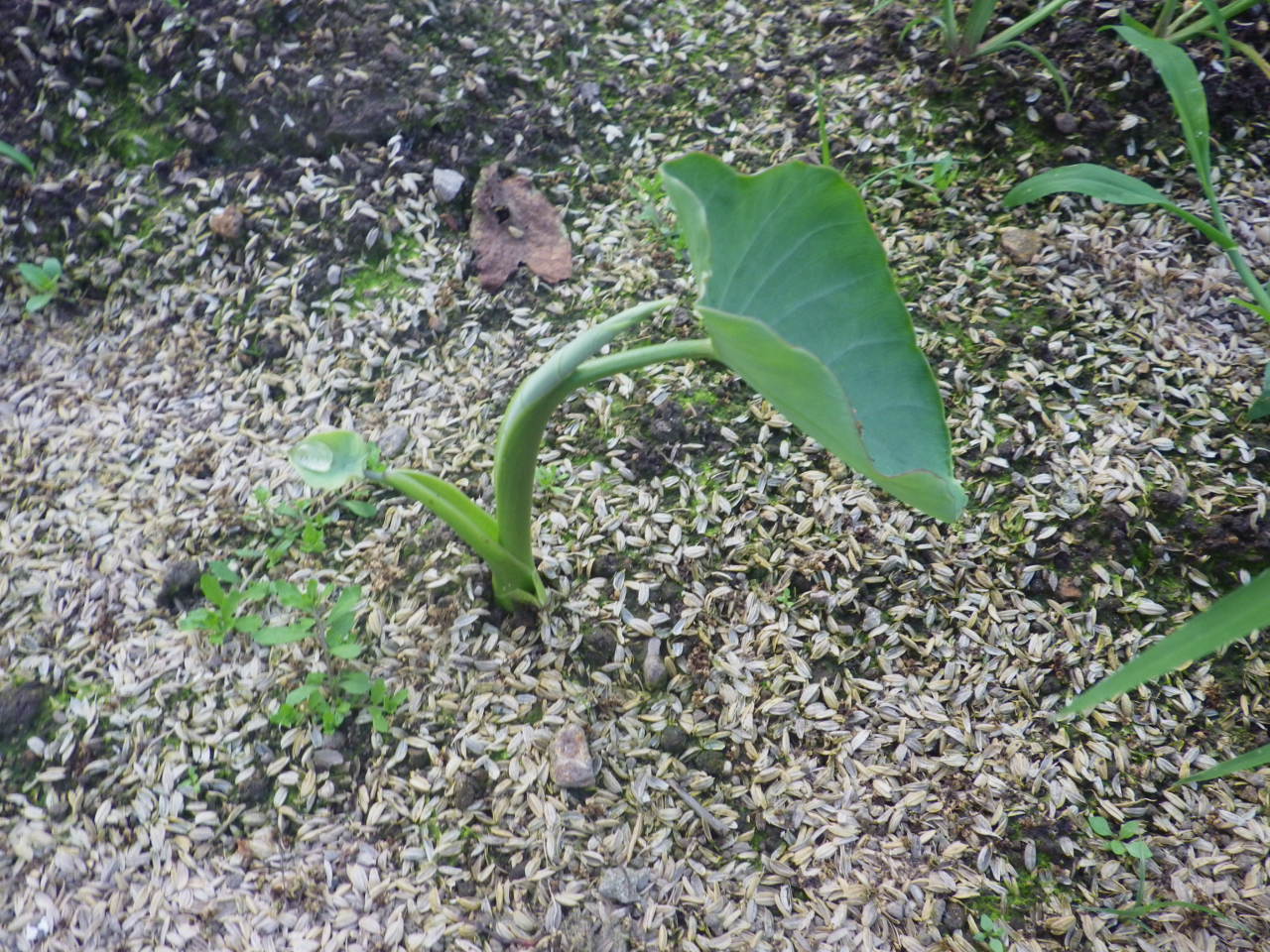 c0300035_9275080.jpg