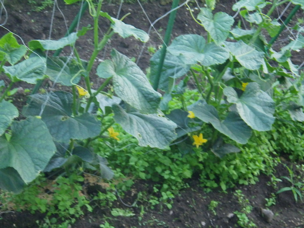 c0300035_9285976.jpg