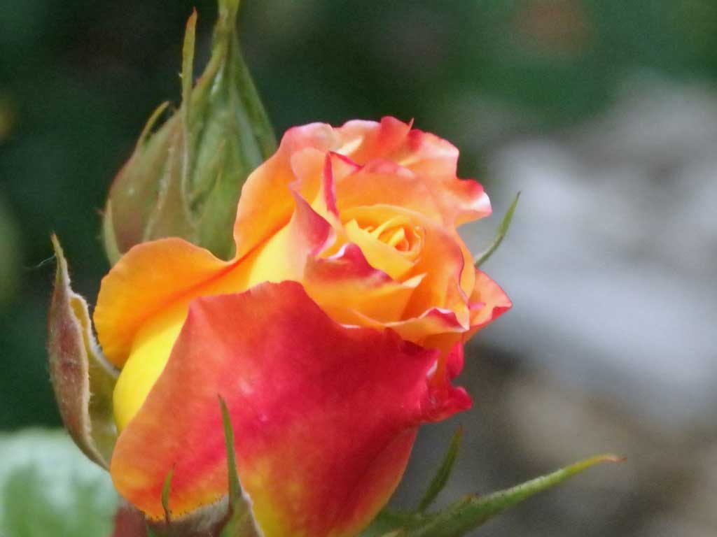 a0193457_17223849.jpg