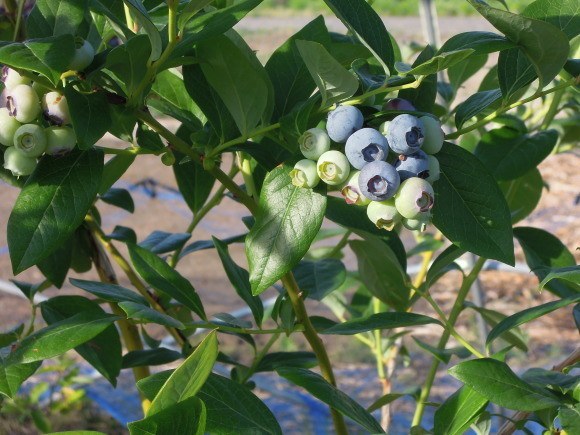 f0104169_08510903.jpg