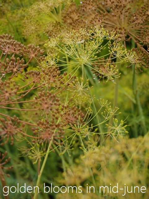 a0147281_21464338.jpg