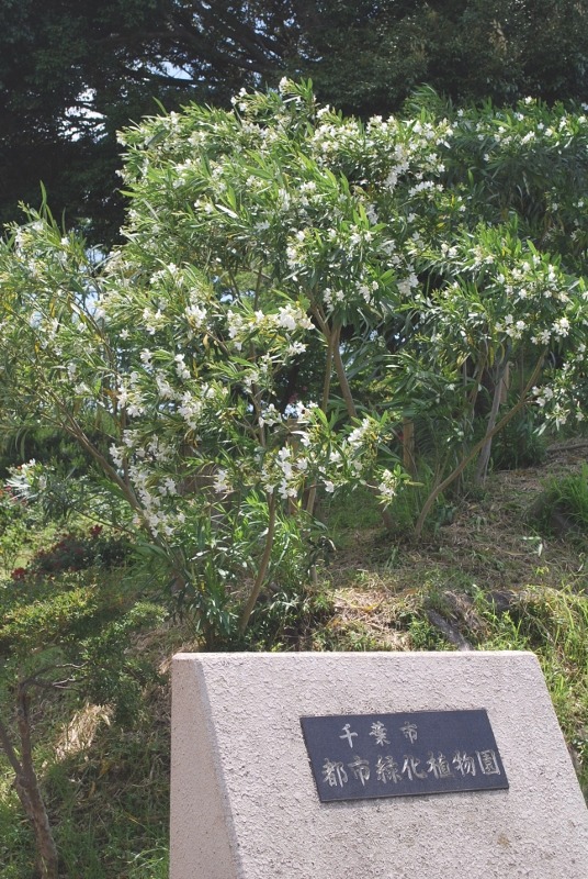 e0025300_21104035.jpg