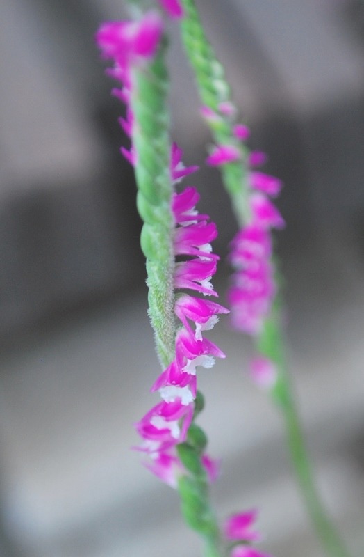 e0025300_21305151.jpg