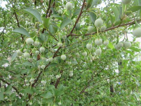a0203003_20233635.jpg