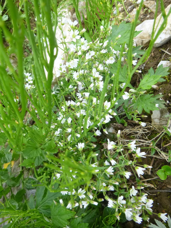 d0170615_15514091.jpg