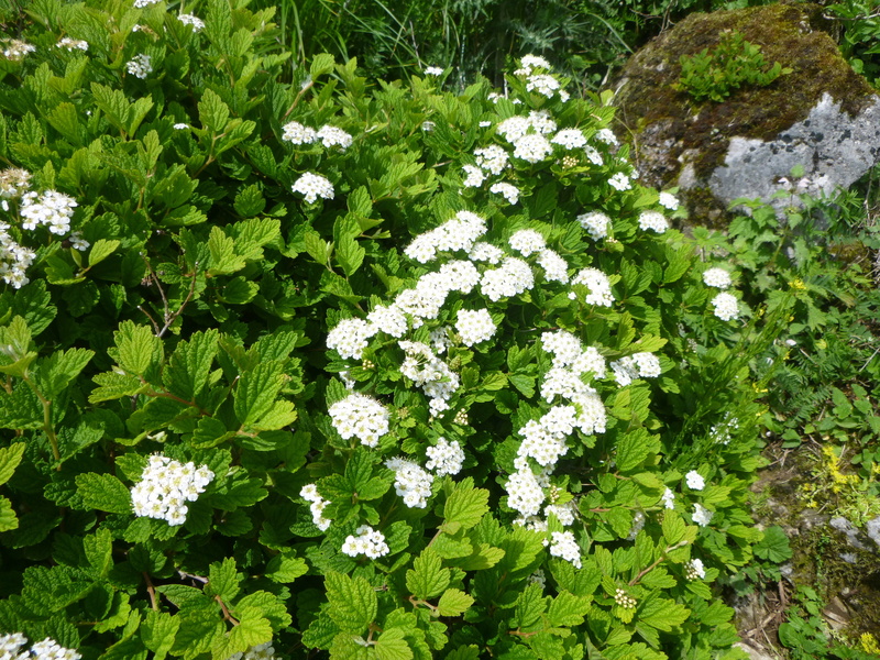 d0170615_1555499.jpg