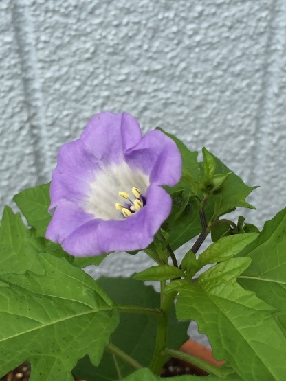 d0191844_11133392.jpeg