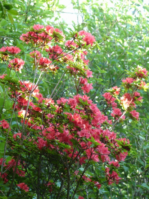 f0357487_1725541.jpg