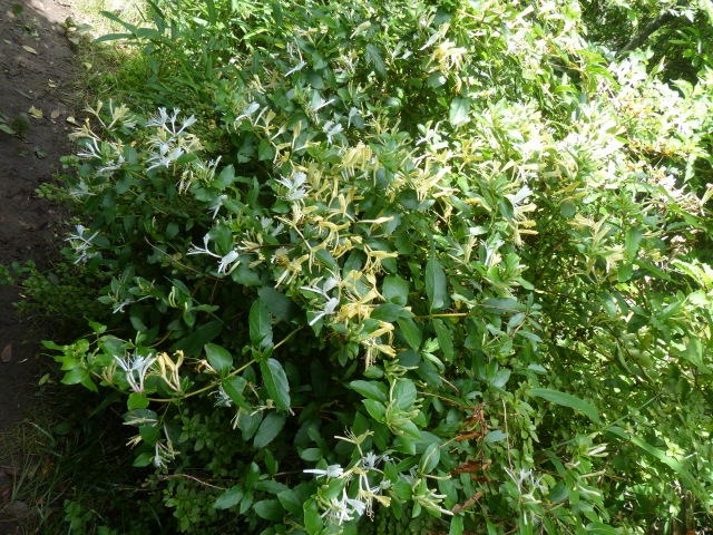 f0357487_1754051.jpg